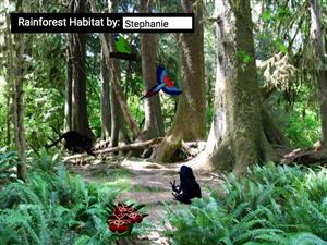 rainforest
